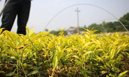 农民种植 黄金茶叶 成为摇钱树,被称作贵族茶,亩产值超万元