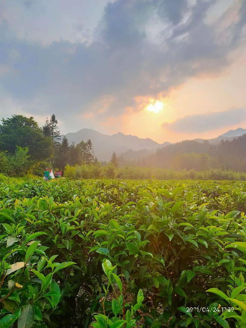 深洞茶叶种植专业合作社 抱团 闯市场 致富天地宽